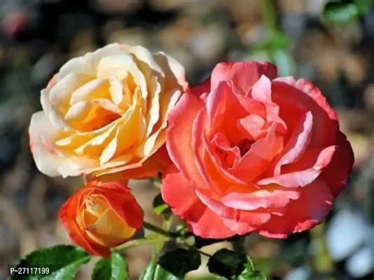 Fulmala Nursery Hybrid Rose Plant[FM1345]