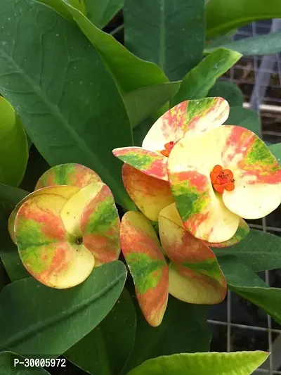 Fulmala Nursery Euphorbia Plant