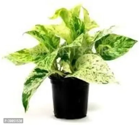 Fulmala Nursery Money Plant-thumb0