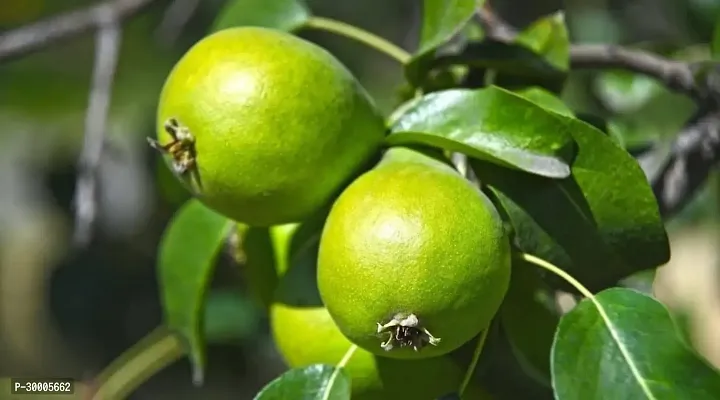 Fulmala Nursery Pear Plant