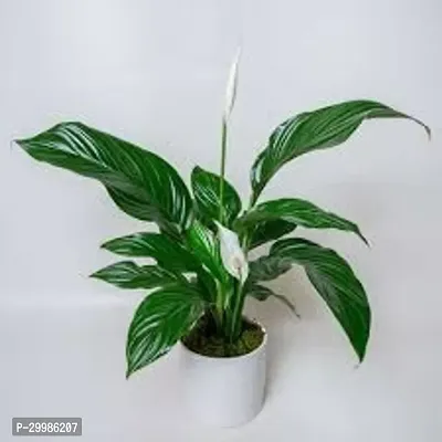 Peace Lily Houseplant for Indoor Air Purification Easy Care Flower