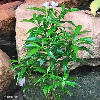 Fulmala Nursery Night Bloom Jasmine Plant