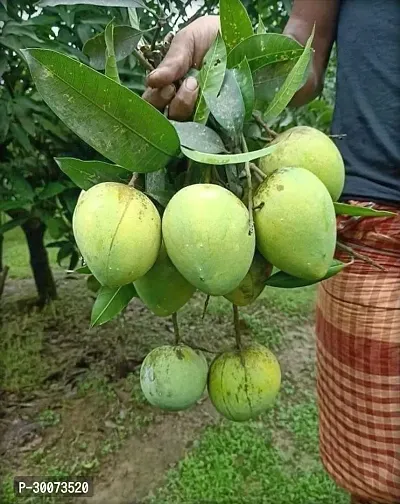 Fulmala Nursery Mango Plant