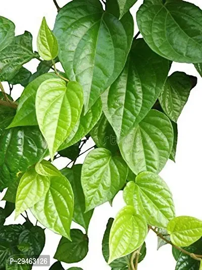 Betel Leaf Plant For Home Decoration-thumb0