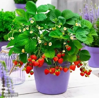 Fulmala NurseryStrawberry Plant[DF0212]-thumb0