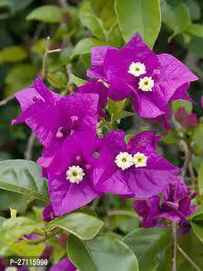 Fulmala Nursery Hybrid Baugainvillea Plant[FM668]-thumb0