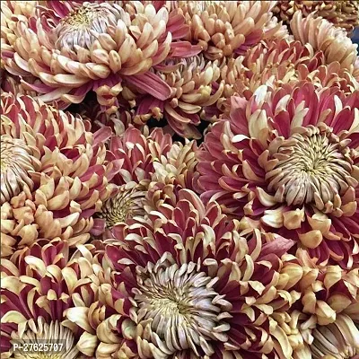 Fulmala NurseryChrysanthemums/ Guldavari Plant[DF0463]