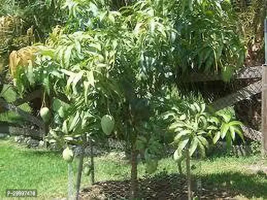 Fulmala Nursery Mango Plant