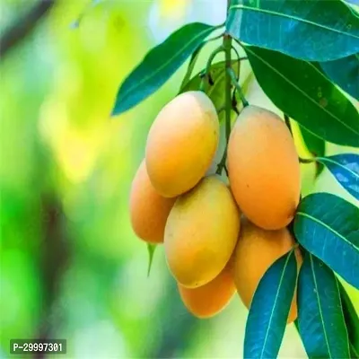 Fulmala Nursery Mango Plant