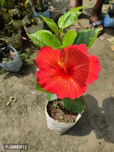 Fulmala Nursery Hibiscus Plant-thumb0