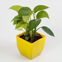 Fulmala Nursery  Money Plant-thumb1