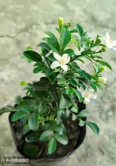 Fulmala Nursery Jasmine Plant