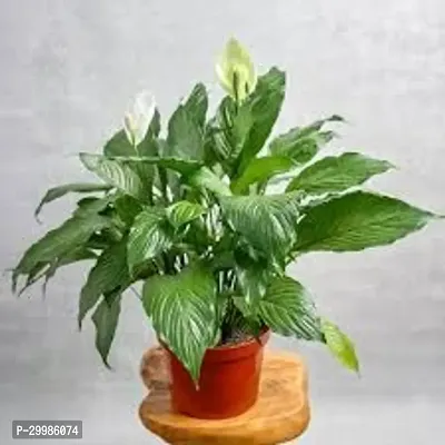 Beautiful Peace Lily Flower Plant for Indoor Use Air Purifying Houseplant with White Flowers Glossy Green Foliage Easy to Care and Maintain in Elegant Decorative Pot