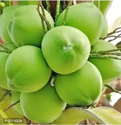 Fulmala Nursery Hybrid Coconut Plant[FM897]