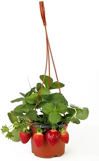 Fulmala NurseryStrawberry Plant[DF0222]-thumb1