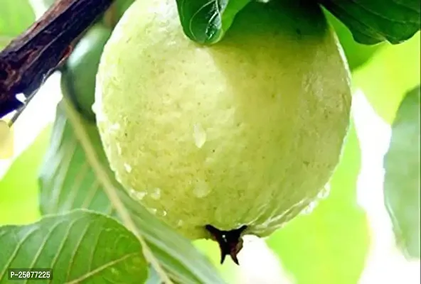 Guava Plant Esey To Grow No Nead To Extra Care Hybrid Plant For Yor Garden And your Home-thumb0