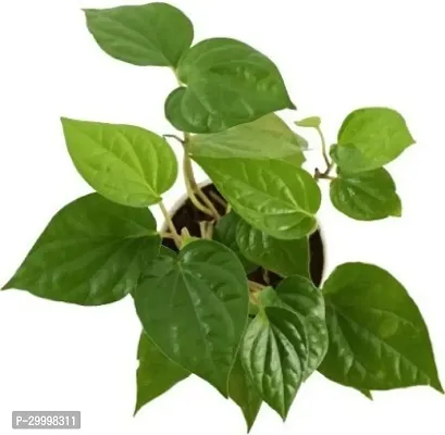 Fulmala Nursery Betel Leaf Plant