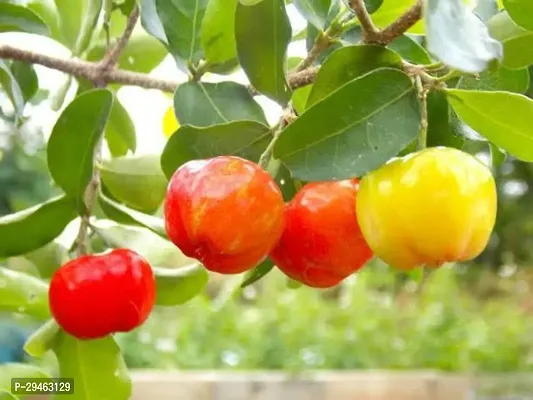 Cherry Fruit Plant For Home Decoration-thumb0