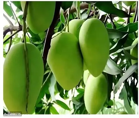 Fulmala Nursery Mango Plant-thumb2