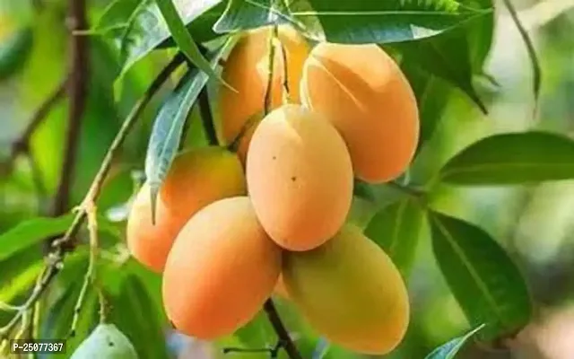 Mango Plant Esey To Grow No Nead To Extra Care Hybrid Plant For Yor Garden And your Home-thumb0