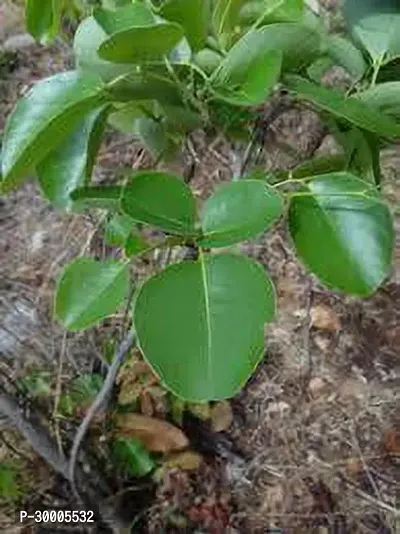 Fulmala Nursery Red Sandalwood Plant-thumb2