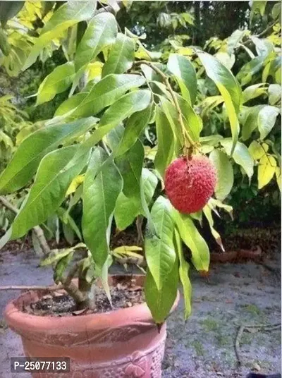 Litchi Plant Esey To Grow No Nead To Extra Care Hybrid Plant For Yor Garden And your Home-thumb0