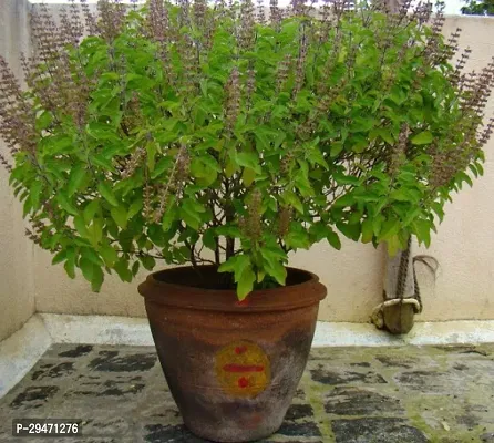 Natural Tulsi Plant-thumb0