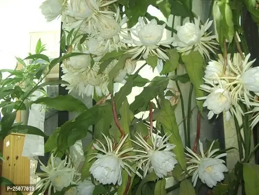 Brahma Kamal Plant Esey To Grow No Nead To Extra Care Hybrid Plant For Yor Garden And your Home-thumb0