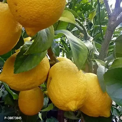 Fulmala Nursery Lemon Plant