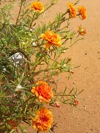 Fulmala Nursery Portulaca Plant-thumb1