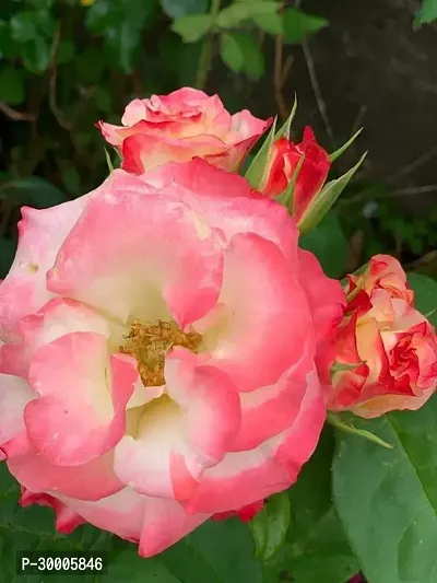 Fulmala Nursery Rose Plant