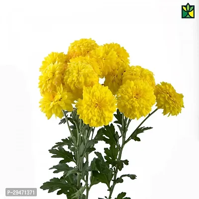 Natural Chrysanthemums/ Guldavari Plant-thumb0