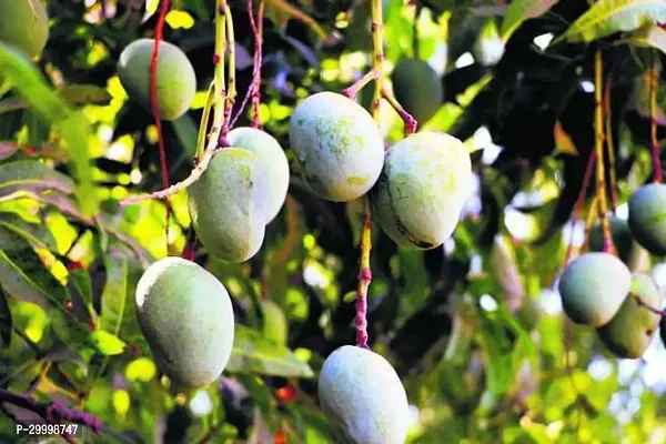 Fulmala Nursery Mango Plant