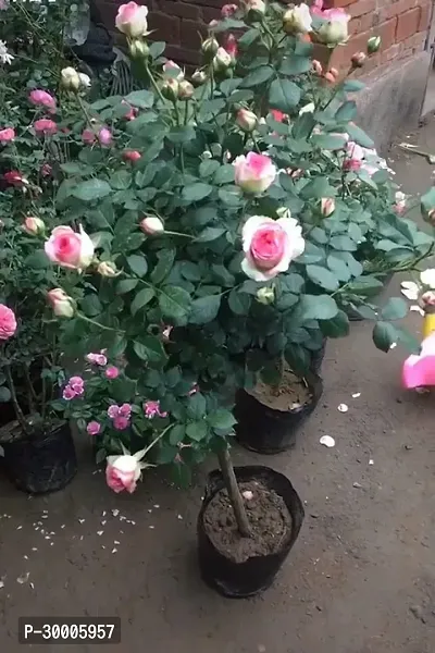 Fulmala Nursery Rose Plant-thumb0