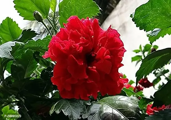 Fulmala Nursery Hibiscus Plant