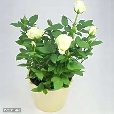 Fulmala Nursery Hybrid Rose Plant[FM1074]-thumb0