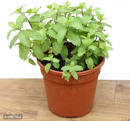 Mint Plant Esey To Grow No Nead To Extra Care Hybrid Plant For Yor Garden And your Home-thumb0