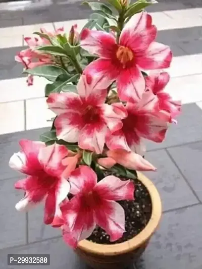 Adenium Desert Rose Plant with Colorful Flowers-thumb0