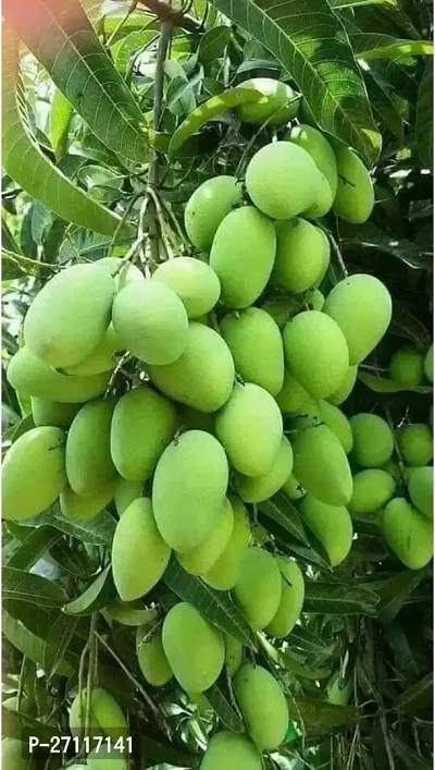 Fulmala Nursery Hybrid Mango Plant[FM1287]-thumb0