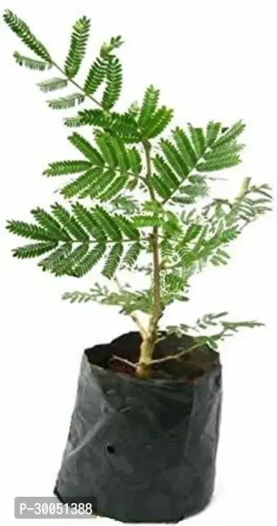 Fulmala Nursery Shami/Jand Plant-thumb0