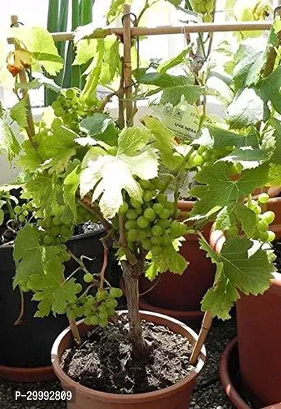 Fulmala Nursery  Grapes Plant