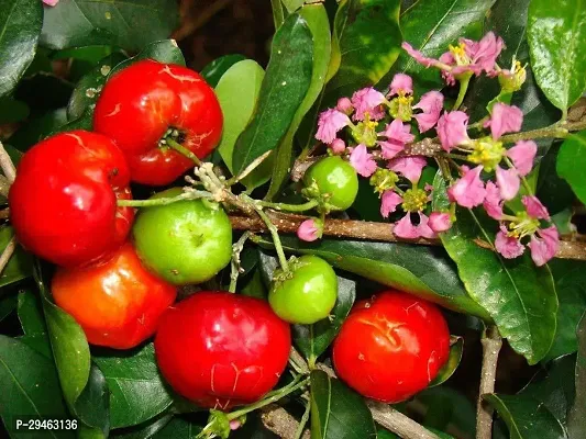 Cherry Fruit Plant For Home Decoration-thumb0