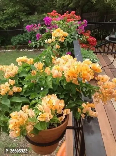 Fulmala Nursery Bougainvillea Plant