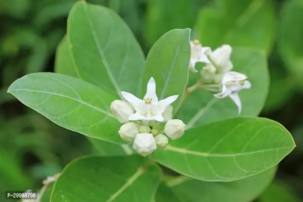 Fulmala Nursery Safed Aak Plant