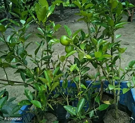 Fulmala Nursery Hybrid Lemon Plant[DF67]-thumb0