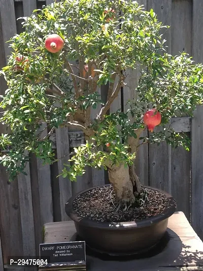 Natural Pomegranate Plant-thumb0