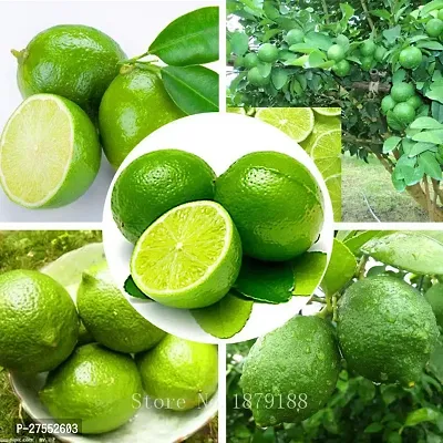 Fulmala Nursery Hybrid Lemon Plant[DF63]-thumb0