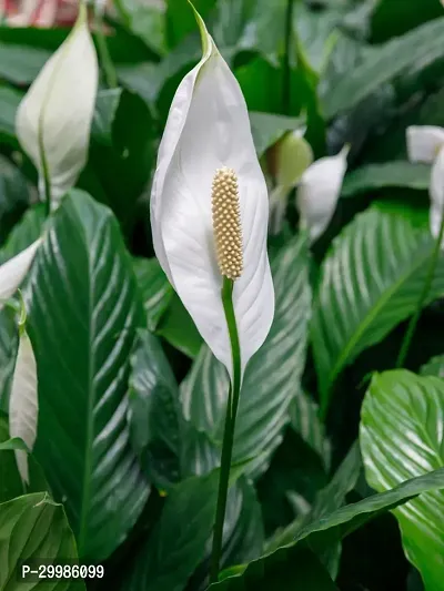 Peace Lily Flower Plant for Home and Office Indoor Houseplant with White Blooms Glossy Green Leaves Perfect for Air Purification and Decor in Elegant Planter-thumb0