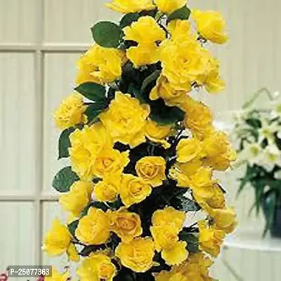 Rose Plant Esey To Grow No Nead To Extra Care Hybrid Plant For Yor Garden And your Home-thumb0