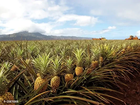 Pine Apple Plant Esey To Grow No Nead To Extra Care Hybrid Plant For Yor Garden And your Home-thumb0